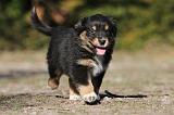 BERGER AUSTRALIEN PUPPIES 167